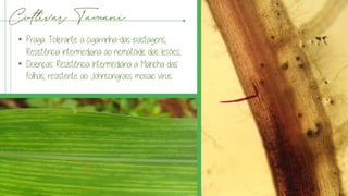 Cultivar Tamani
• Praga: Tolerante a cigarrinha-das-pastagens,
Resistência intermediaria ao nematóide das lesões;
• Doenças: Resistência intermediária a Mancha das
folhas, resistente ao Johnsongrass mosaic vírus
 
