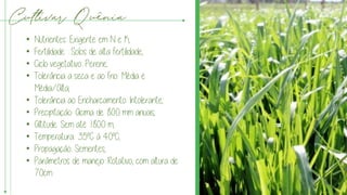 Cultivar Quênia
• Nutrientes: Exigente em N e K;
• Fertilidade : Solos de alta fertilidade;
• Ciclo vegetativo: Perene;
• Tolerância a seca e ao frio: Média e
Média/Alta;
• Tolerância ao Encharcamento: Intolerante;
• Precipitação: Acima de 800 mm anuais;
• Altitude: Sem até 1800 m;
• Temperatura: 35°C á 40°C;
• Propagação: Sementes;
• Parâmetros de manejo: Rotativo, com altura de
70cm
 