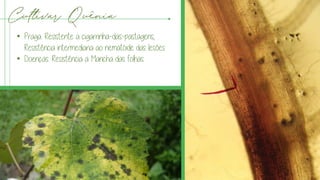 Cultivar Quênia
• Praga: Resistente a cigarrinha-das-pastagens,
Resistência intermediaria ao nematóide das lesões
• Doenças: Resistência a Mancha das folhas.
 