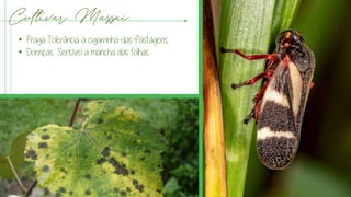 Cultivar Massai
• Praga Tolerância a cigarrinha-das-Pastagens;
• Doenças:. Sensível a mancha das folhas
 