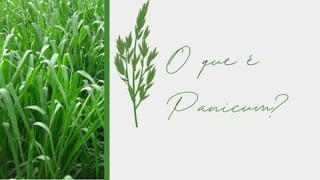 O que é
Panicum?
 