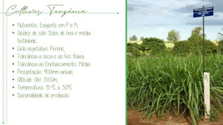 Cultivar Tanzânia
• Nutrientes: Exigente em P e K;
• Acidez de solo: Solos de boa e média
fertilidade;
• Ciclo vegetativo: Perene;
• Tolerância a seca e ao frio: Baixa;
• Tolerância ao Encharcamento: Média
• Precipitação: 900mm anuais;
• Altitude: Até 1500m;
• Temperatura: 15 °C a 30°C
• Sazonalidade de produção:
 