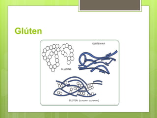 Glúten
GLUTENINA
GLIADINA
GLÚTEN (GLIADINA+ GLUTENINA)
 