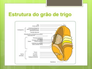 Estrutura do grão de trigo
Endosperma
Pelo
Crista externa
Amidodoendosperma
célula do endosperma (c/
grânulas de amido)
Camada aleurona
(Situada entreoendosperma eacasca)
Célula aleurona
Pericarpo Epiderme
Hipoderme
Camada intermediária
Casca Células tubulares
Cobertura da semente
Testa Camada hialina
Germe
(embrião)
Plúma
Esculeto
Radícula
Cabeça da radícula
Reetrância
 