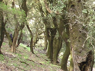 IKARIA PANIGIRIA