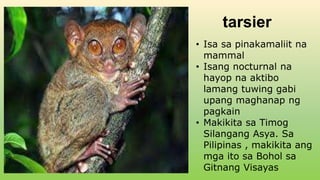 tarsier
• Isa sa pinakamaliit na
mammal
• Isang nocturnal na
hayop na aktibo
lamang tuwing gabi
upang maghanap ng
pagkain
• Makikita sa Timog
Silangang Asya. Sa
Pilipinas , makikita ang
mga ito sa Bohol sa
Gitnang Visayas
 