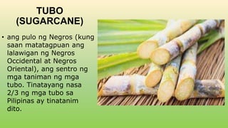 TUBO
(SUGARCANE)
• ang pulo ng Negros (kung
saan matatagpuan ang
lalawigan ng Negros
Occidental at Negros
Oriental), ang sentro ng
mga taniman ng mga
tubo. Tinatayang nasa
2/3 ng mga tubo sa
Pilipinas ay tinatanim
dito.
 