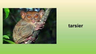 tarsier
 