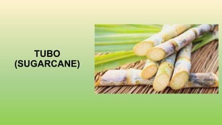 TUBO
(SUGARCANE)
 