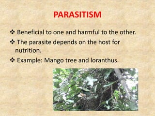 PARASITISM
 Beneficial to one and harmful to the other.
 The parasite depends on the host for
nutrition.
 Example: Mang...