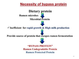 Dietary protein
Rumen microbes
Microbial Protein
 Inefficient for rapid growth & High milk production
Provide source of protein that escapes rumen fermentation
“BYPASS PROTEIN”
Rumen Undegradable Protein
Rumen Protected Protein
14
 
