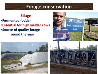 Forage conservation
Silage
•Fermented fodder
•Essential for high yielder cows
•Source of quality forage
round the year
 