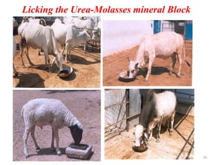 Licking the Urea-Molasses mineral Block
29
 