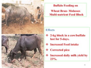 Buffalo Feeding on
Wheat Bran- Molasses
Multi-nutrient Feed Block
- A. K. Patel
Effects
 2-kg block in a cow/buffalo
last for 5-days.
 Increased Feed intake
 Corrected pica
 Increased daily milk yield by
23%.
30
 