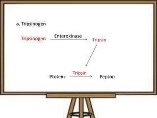 a. Tripsinogen
Tripsinogen Tripsin
Enterokinase
Ptotein Pepton
Tripsin
 