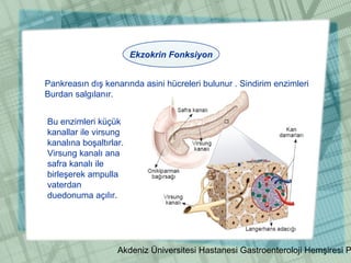 Akdeniz Üniversitesi Hastanesi Gastroenteroloji Hemşiresi P
Ekzokrin Fonksiyon
Pankreasın dış kenarında asini hücreleri bulunur . Sindirim enzimleri
Burdan salgılanır.
Bu enzimleri küçük
kanallar ile virsung
kanalına boşaltırlar.
Virsung kanalı ana
safra kanalı ile
birleşerek ampulla
vaterdan
duedonuma açılır.
 