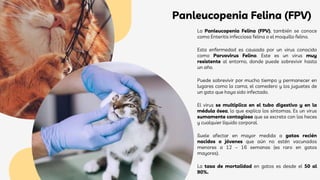 Panleucopenia Felina (FPV)
La Panleucopenia Felina (FPV), también se conoce
como Enteritis infecciosa felina o el moquillo felino.
Esta enfermedad es causada por un virus conocido
como Parvovirus Felino. Este es un virus muy
resistente al entorno, donde puede sobrevivir hasta
un año.
Puede sobrevivir por mucho tiempo y permanecer en
lugares como la cama, el comedero y los juguetes de
un gato que haya sido infectado.
El virus se multiplica en el tubo digestivo y en la
médula ósea, lo que explica los síntomas. Es un virus
sumamente contagioso que se excreta con las heces
y cualquier líquido corporal.
Suele afectar en mayor medida a gatos recién
nacidos o jóvenes que aún no estén vacunados
menores a 12 – 16 semanas (es raro en gatos
mayores).
La tasa de mortalidad en gatos es desde el 50 al
90%.
 
