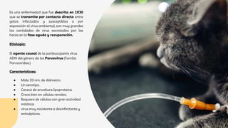 Es una enfermedad que fue descrita en 1930
que se transmite por contacto directo entre
gatos infectados y susceptibles o por
exposición al virus ambiental, son muy grandes
las cantidades de virus excretados por las
heces en la fase aguda y recuperación.
Etiologia:
El agente causal de la panleucopenia virus
ADN del género de los Parvovirus (Familia
Parvoviridae.)
Características:
● Mide 20 nm. de diámetro.
● Un serotipo.
● Carece de envoltura lipoproteica.
● Crece bien en células renales.
● Requiere de células con gran actividad
mitótica.
● virus muy resistente a desinfectante y
antisépticos.
 