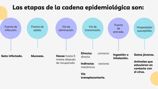 Las etapas de la cadena epidemiológica son:
Heces: hasta 6
meses después
de recuperado.
Puerta de
salida.
Directa: contacto
directo.
Indirecta: vectores
mecánicos.
Vía
transplacentaria.
Vía de
transmisión.
Gato infectado.
Fuente de
infección.
Mucosas.
Vía de
eliminación.
Puerta
de
entrada.
Hospedador
susceptible.
Ingestión o
inhalación.
Gatos jóvenes.
Animales que
estuvieron en
contacto con
el virus.
 