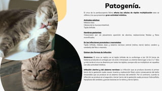 Patogenía.
El virus de la panleucopenia felina afecta las células de rápida multiplicación esto se
refiere a los que presentan gran actividad mitótica.
Animales adultos:
Médula ósea.
Células de la mucosa intestinal.
Tejido linfoide.
Hembras gestantes:
Transmisión por vía placentaria aparición de abortos, reabsorciones fetales y fetos
momificados.
En las infecciones prenatales o neonatales:
Tejido linfoide, médula ósea y sistema nervioso central (retina, nervio óptico, cerebro y
cerebelo) del feto o neonato.
Existen dos formas de infección:
Sistémica: El virus se replica en el tejido linfoide de la orofaringe a las 18-24 horas de
haberse producido el contagio por vía oral o intranasal. La viremia tiene lugar a los 2 o 7 días
y más tarde el virus se disemina por todos los tejidos, aunque sólo se multiplican en aquellos
con alta actividad mitótica.
Infección uterina y del sistema nervioso: La infección que se produce durante el primer
tercio de la gestación suele causar muerte y reabsorción fetal, como consecuencia del daño
irreversible que se produce en el sistema nervioso del embrión. Por el contrario, cuando la
infección se produce en el segundo o tercer tercio de la gestación suele provocar hidrocefalia,
hipoplasia del cerebelo y graves lesiones en la retina y nervio óptico.
 