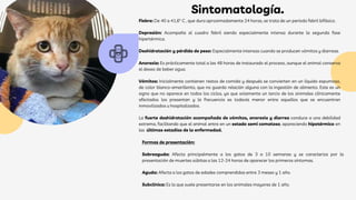 Sintomatología.
Fiebre: De 40 a 41,6° C , que dura aproximadamente 24 horas, se trata de un período febril bifásico.
Depresión: Acompaña al cuadro febril siendo especialmente intensa durante la segunda fase
hipertérmica.
Deshidratación y pérdida de peso: Especialmente intensas cuando se producen vómitos y diarreas.
Anorexia: Es prácticamente total a las 48 horas de instaurado el proceso, aunque el animal conserva
el deseo de beber agua.
Vómitos: Inicialmente contienen restos de comida y después se convierten en un líquido espumoso,
de color blanco-amarillento, que no guarda relación alguna con la ingestión de alimento. Este es un
signo que no aparece en todos los ciclos, ya que solamente un tercio de los animales clínicamente
afectados los presentan y la frecuencia es todavía menor entre aquellos que se encuentran
inmovilizados u hospitalizados.
La fuerte deshidratación acompañada de vómitos, anorexia y diarrea conduce a una debilidad
extrema, facilitando que el animal entre en un estado semi comatoso, apareciendo hipotérmico en
las últimas estadías de la enfermedad.
Formas de presentación:
Sobreaguda: Afecta principalmente a los gatos de 3 a 10 semanas y se caracteriza por la
presentación de muertes súbitas a las 12-24 horas de aparecer los primeros síntomas.
Aguda: Afecta a los gatos de edades comprendidas entre 3 meses y 1 año.
Subclínica: Es la que suele presentarse en los animales mayores de 1 año.
 