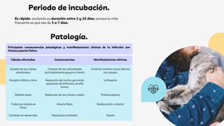 Patología.
Periodo de incubación.
Es rápido, oscilando su duración entre 2 y 10 días, aunque lo más
frecuente es que sea de 5 a 7 días.
Principales consecuencias patológicas y manifestaciones clínicas de la infección por
Panleucopenia Felina.
Células afectadas. Consecuencias. Manifestaciones clinicas.
Epitelio de las criptas
intestinales.
Colapso de las vellosidades
(principalmente yeyuno e íleon).
Enteritis, muchas veces diarrea
con sangre.
Ganglio linfático, timo. Reducción del centro germinal,
apoptosis de linfocitos, atrofia
timica.
Linfopenia.
Médula ósea. Reducción de las células madre Panleucopenia.
Todas las células en
fetos.
Muerte fetal. Reabsorción o aborto.
Cerebelo en desarrollo. Hipoplasia cerebelar. Ataxia.
 