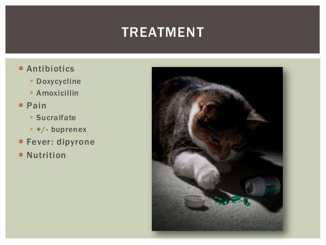 calici panleukopenia