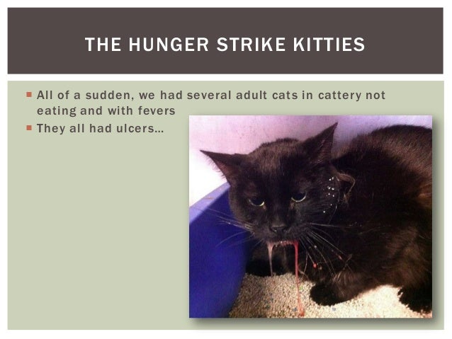 Calici Virus In Cats Kittens Calici Virus In Cats Kittens