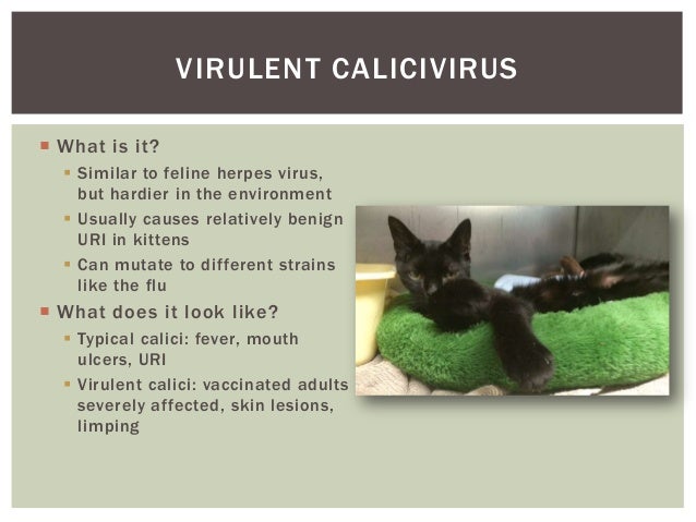 calici panleukopenia