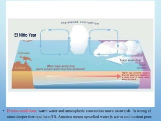 • El nino conditions: warm water and atmospheric convection move eastwards. In strong el
ninos deeper thermocline off S. America means upwelled water is warm and nutrient poor.
 