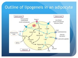 Outline of lipogeneis in an adipocyte
 