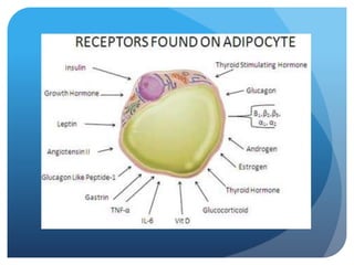 Panniculus (adipose/fat tissue)