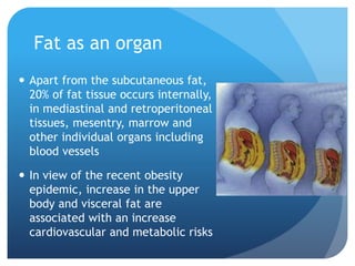 Fat as an organ
 Apart from the subcutaneous fat,
20% of fat tissue occurs internally,
in mediastinal and retroperitoneal
tissues, mesentry, marrow and
other individual organs including
blood vessels
 In view of the recent obesity
epidemic, increase in the upper
body and visceral fat are
associated with an increase
cardiovascular and metabolic risks
 