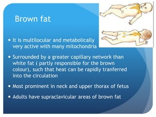 Brown fat
 It is multilocular and metabolically
very active with many mitochondria
 Surrounded by a greater capillary network than
white fat ( partly responsible for the brown
colour), such that heat can be rapidly tranferred
into the circulation
 Most prominent in neck and upper thorax of fetus
 Adults have supraclavicular areas of brown fat
 