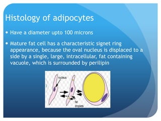 Histology of adipocytes
 Have a diameter upto 100 microns
 Mature fat cell has a characteristic signet ring
appearance, because the oval nucleus is displaced to a
side by a single, large, intracellular, fat containing
vacuole, which is surrounded by perilipin
 