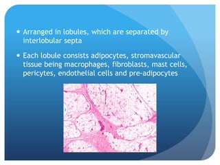  Arranged in lobules, which are separated by
interlobular septa
 Each lobule consists adipocytes, stromavascular
tissue being macrophages, fibroblasts, mast cells,
pericytes, endothelial cells and pre-adipocytes
 