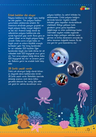 Erkek balıklar dişi oluyor
Palyaço balıklarının bir diğer ilginç özelliği
ise aile yapıları... Tüm palyaço balıkları
yumurtadan çıktıklarında erkektir. Bir
anemonun etrafında yaşayan gruptaki en
büyük palyaço balığı cinsiyet değiştirir
ve dişi olur. Anemon balığı olarak da
adlandırılan palyaço balıklarında aile
içinde hiyerarşik yapı vardır. Buna göre en
yüksek rütbeli ve en büyük palyaço balığı
annedir. Daha sonra sırayla baba, en
büyük çocuk ve onların küçüklük sırasıyla
kardeşleri gelir. Her birey kendisinden
bir üst rütbeden %20 küçüktür. Eğer
kendisinden büyük olan balık ölürse, bir alt
rütbedeki balık %20 büyüyerek onun yerini
alır. Yani anne palyaço balığı ölürse, baba
%20 büyüyerek dişi olur ve annenin yerini
alır. Babanın yerini ise sıradaki balık takip
eder.
28 farklı çeşidi vardır
Daha çok akvaryum balığı olarak bilinen
en dayanıklı deniz balıklarından biridir.
28 farklı çeşidi vardır. Rahatlıkla üzerinde
dolaştığı anemon isimli deniz bitkisi,
gerçekte dokunan her canlıyı felç eden
çok güçlü bir zehirle donatılmıştır ama
palyaço balıkları, bu zehirli bitkiden hiç
etkilenmezler. Çünkü palyaço balığının
derisinde bulunan “saydam madde”,
bitkideki yakıcı kapsülleri durdurabilecek
niteliktedir. Bitkiye yaklaşan balık,
gövdesini yavaş yavaş kapsüllere
değdirmeye ve onları patlatmaya başlar.
Üzerindeki saydam madde sayesinde
üzerine doğru patlayan zehirden zarar
görmez ve birkaç denemenin sonunda da
zehre tamamen bağışıklık kazanır. Bu da
ona yeni bir yuva kazandırmış olur.
13
 