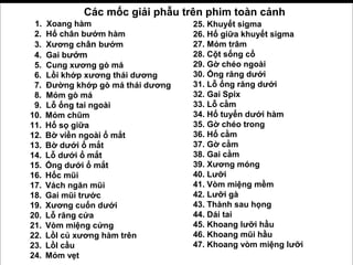 2. Các mốc giải phẫu trên phim toàn cảnh
1. Xoang hàm
2. Hố chân bướm hàm
3. Xương chân bướm
4. Gai bướm
5. Cung xương gò má
6. Lồi khớp xương thái dương
7. Đường khớp gò má thái dương
8. Mỏm gò má
9. Lỗ ống tai ngoài
10. Mỏm chũm
11. Hố sọ giữa
12. Bờ viền ngoài ổ mắt
13. Bờ dưới ổ mắt
14. Lỗ dưới ổ mắt
15. Ống dưới ổ mắt
16. Hốc mũi
17. Vách ngăn mũi
18. Gai mũi trước
19. Xương cuốn dưới
20. Lỗ răng cửa
21. Vòm miệng cứng
22. LồI củ xương hàm trên
23. LồI cầu
24. Mỏm vẹt
25. Khuyết sigma
26. Hố giữa khuyết sigma
27. Mỏm trâm
28. Cột sống cổ
29. Gờ chéo ngoài
30. Ống răng dưới
31. Lỗ ống răng dưới
32. Gai Spix
33. Lỗ cằm
34. Hố tuyến dưới hàm
35. Gờ chéo trong
36. Hố cằm
37. Gờ cằm
38. Gai cằm
39. Xương móng
40. Lưỡi
41. Vòm miệng mềm
42. Lưỡi gà
43. Thành sau họng
44. Dái tai
45. Khoang lưỡi hầu
46. Khoang mũi hầu
47. Khoang vòm miệng lưỡi
 