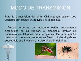 MODO DE TRANSMISIÓN
Para la transmisión del virus Chikungunya existen dos
vectores principales: A. aegypti y A. albopictus.
Ambas especies de mosquito están ampliamente
distribuidas en los trópicos, A. albopictus también se
encuentra en latitudes más templadas. Dada la amplia
distribución de estos vectores en México, todo el país es
susceptible a la invasión y la diseminación del virus.
 