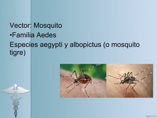 Vector: Mosquito
•Familia Aedes
Especies aegypti y albopictus (o mosquito
tigre)
 