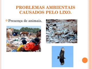 PROBLEMAS AMBIENTAIS
      CAUSADOS PELO LIXO.
 Presença   de animais.
 