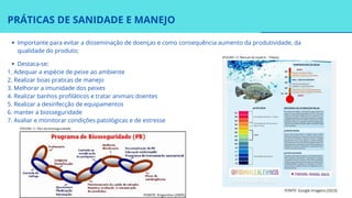 Destaca-se:
1. Adequar a espécie de peixe ao ambiente
2. Realizar boas praticas de manejo
3. Melhorar a imunidade dos peixes
4. Realizar banhos profiláticos e tratar animais doentes
5. Realizar a desinfecção de equipamentos
6. manter a biosseguridade
7. Avaliar e monitorar condições patológicas e de estresse
PRÁTICAS DE SANIDADE E MANEJO
Importante para evitar a disseminação de doenças e como consequência aumento da produtividade, da
qualidade do produto;
FONTE: Engormix (2005)
FONTE: Google Imagens (2023)
[FIGURA 11: Elos da biosseguridade]
[FIGURA 12: Manual da espécie - Tilápia]
 