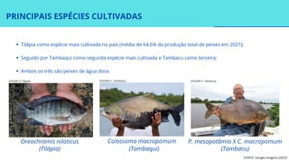 PRINCIPAIS ESPÉCIES CULTIVADAS
Tilápia como espécie mais cultivada no país (média de 64,6% da produção total de peixes em 2021);
Seguido por Tambaqui como segunda espécie mais cultivada e Tambacu como terceira;
Ambos os três são peixes de água doce.
Oreochromis niloticus
(Tilápia)
Colossoma macropomum
(Tambaqui)
P. mesopotâmia X C. macropomum
(Tambacu)
FONTE: Google Imagens (2023)
[FIGURA 3: Tilápia] [FIGURA 4 : Tambaqui] [FIGURA 5 : Tambacu]
 