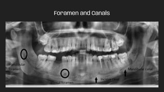 Foramen and Canals
 
