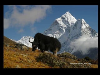 Dingboche (Nepal)_wsm earp 