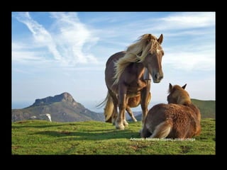 Articuza, Navarra (Spain)_mikel ortega 
