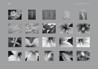 PansakChin B&W Photography 29Plant
 