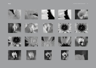 PansakChin B&W Photography 31Plant
 