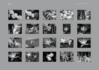 PansakChin B&W Photography 33Plant
 