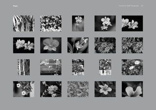 PansakChin B&W Photography 34Plant
 